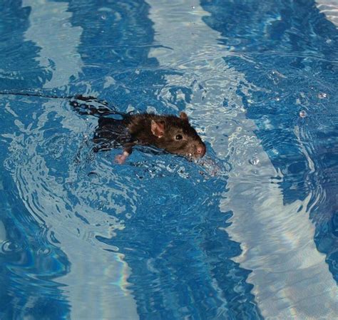 rats swimming